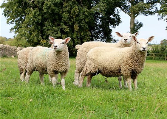 Working sheep farm