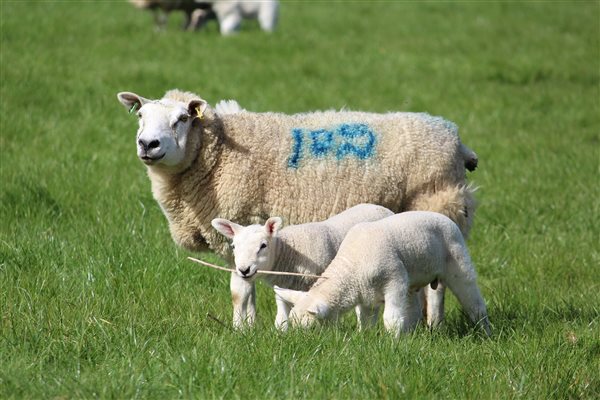 lambs arrive in March/April