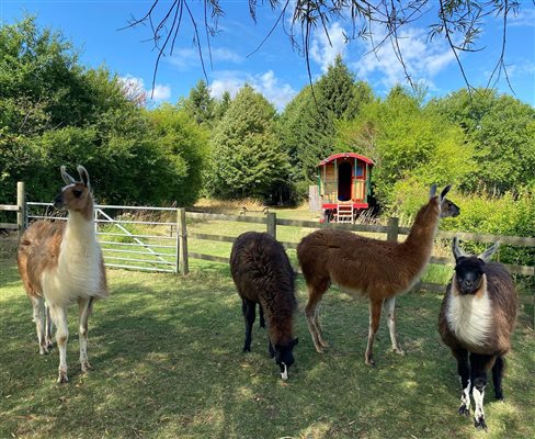 Llama neighbours