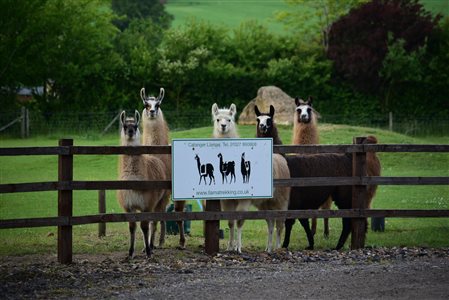 Catanger Llamas