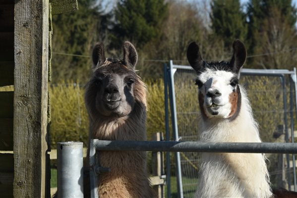 Llamas