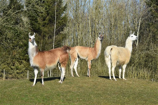Llama neighbours
