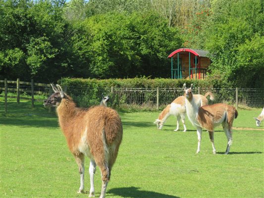 Llamas