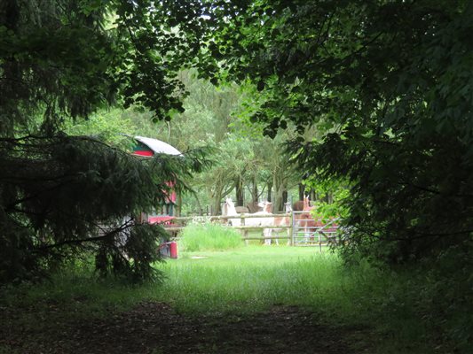 Woodland retreat