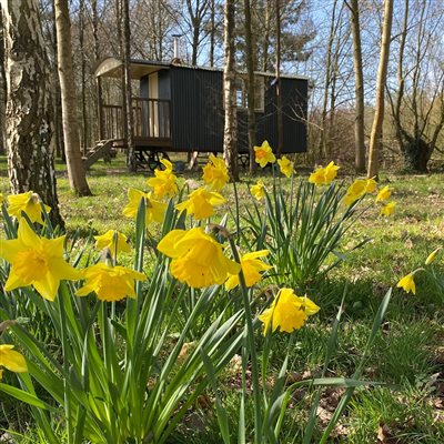 Spring woodland