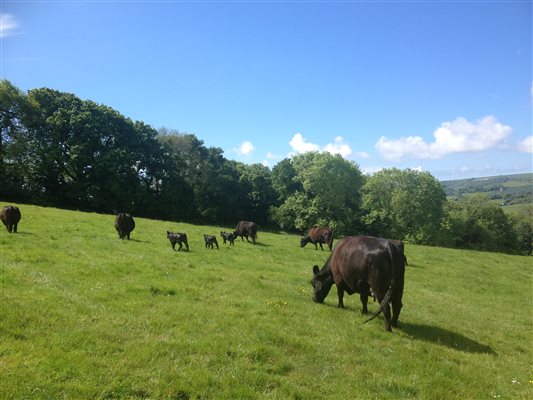 cow field