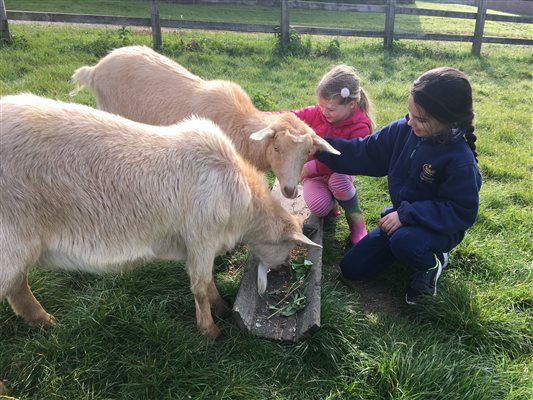 goat friend