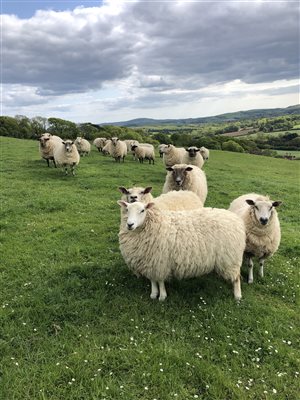 sheep