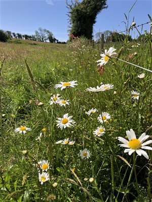 wildflower