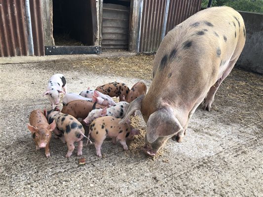piglets