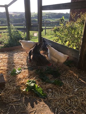 chickens