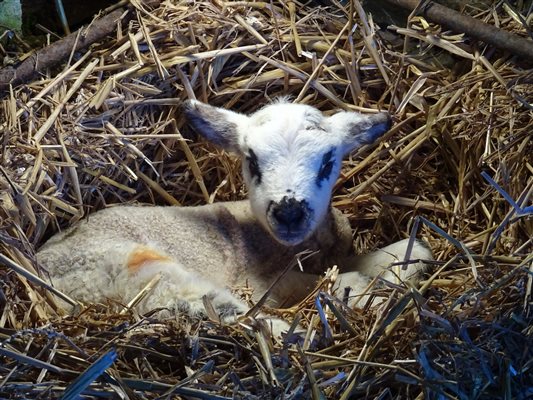 Bottle feed lambs