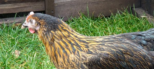 Rhode Island chicken