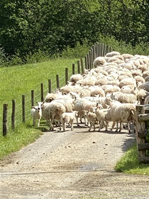 Farming Life