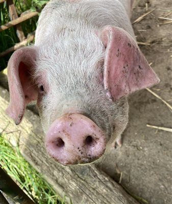 piglets