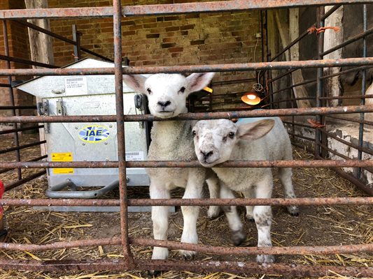 Bottle feed lambs