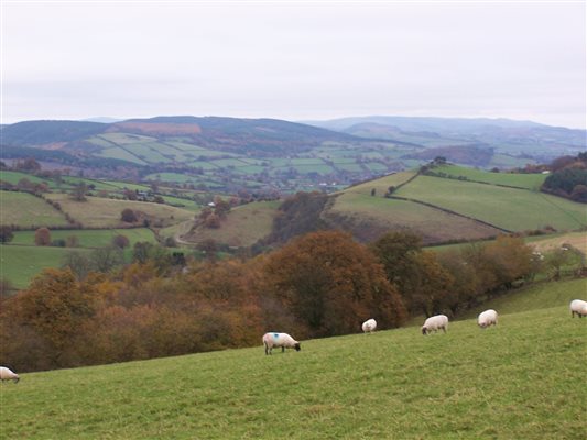 walks on the farm