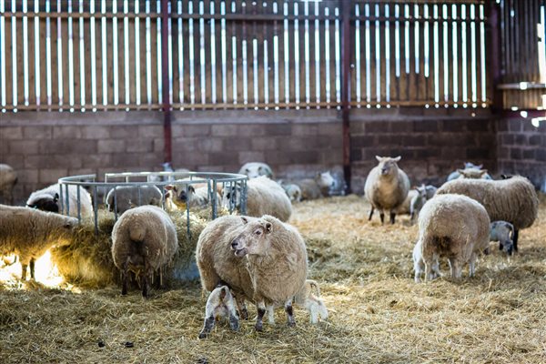 Ewes and lambs