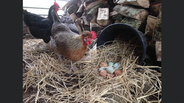 Collect your own free range eggs for breakfast