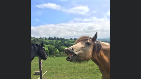 Welsh cob ponies