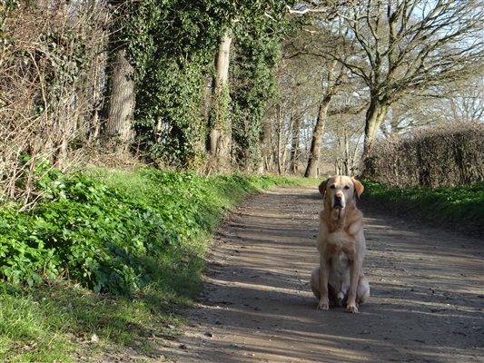 Dylan Dog on Sandlings Walk