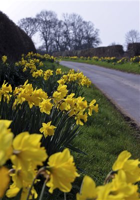 daffodils