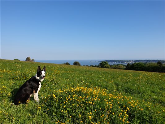 View from Clyne Farm over Swansea Bay