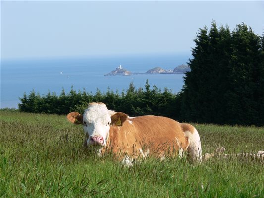 Cow with a view!