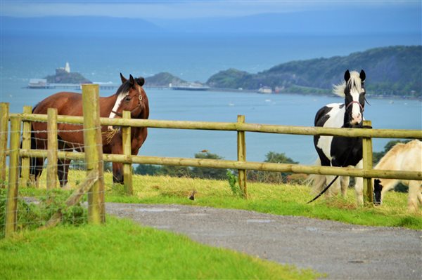 Horses with a view!