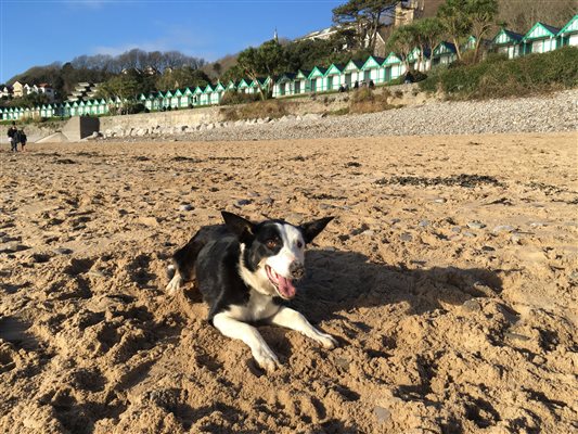 Ted the Dog enjoying nearby Langland Beach