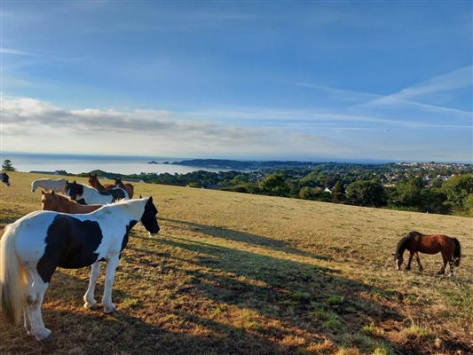 Horses with view