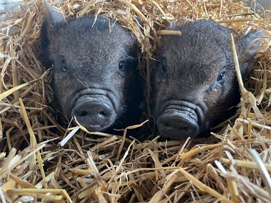 Piglets