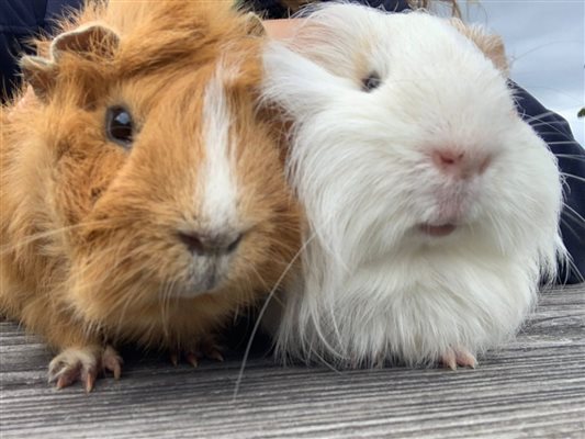 Guinea Pigs