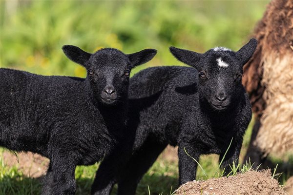 Lambs