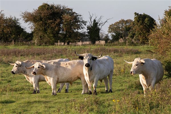 White park cattle