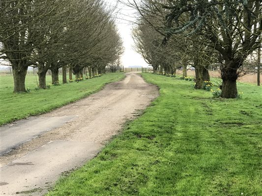 Lots of trees and grass on the farm