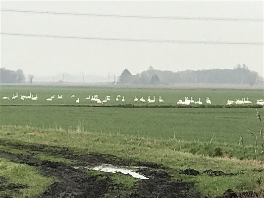 Swans in Autumn