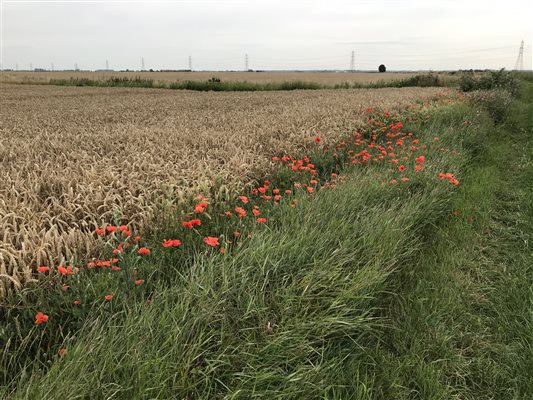 Farm walks