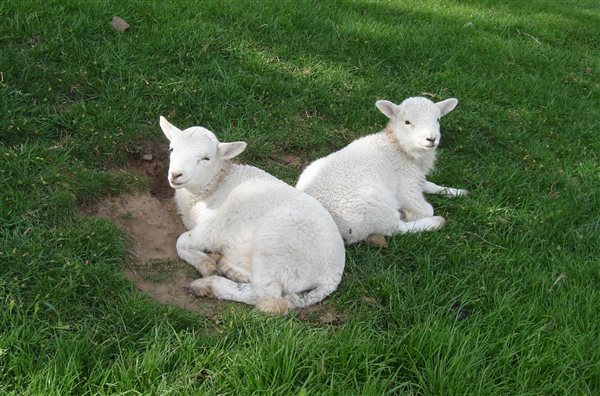 Lambs