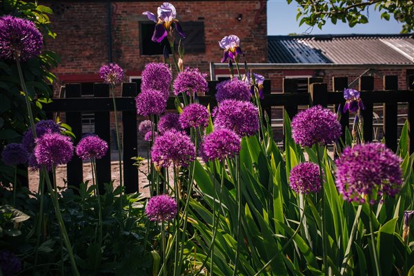 Alliums