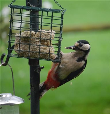 Spotted Woodpecker