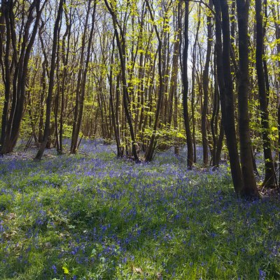 Bluebell wood within walking distance from Cabins