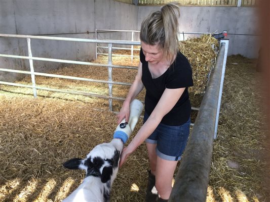 feeding baby calf