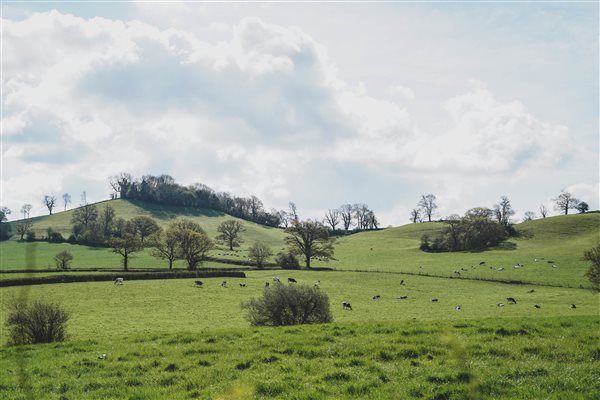 farm & cows