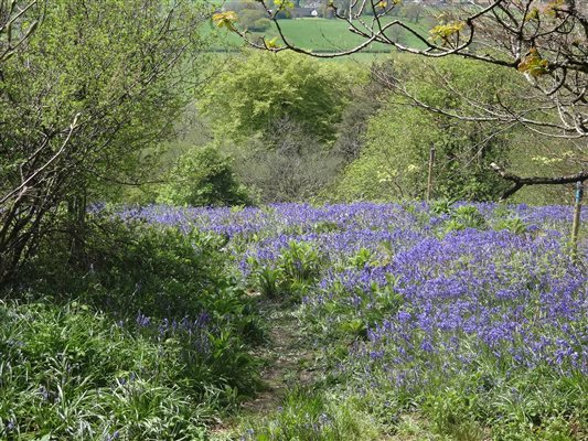 Bluebell woods