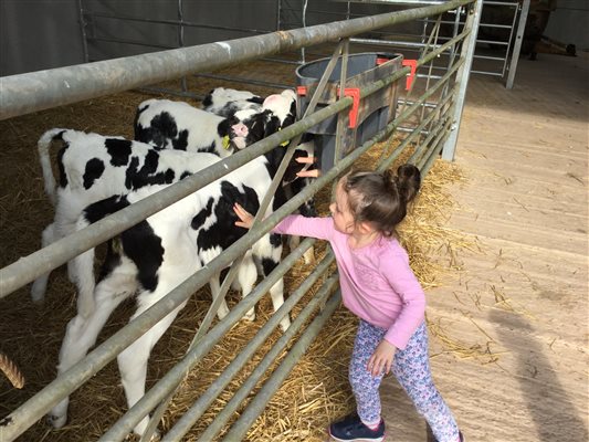 Stroking baby calves