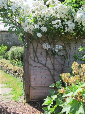 Cottage garden