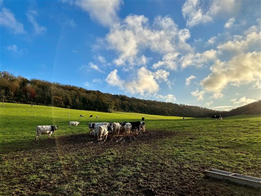 Surrounding fields