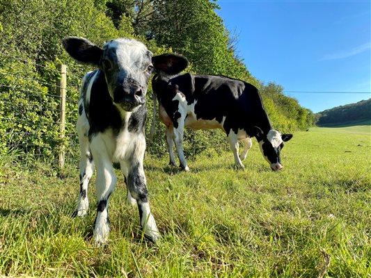 A heifer with calf