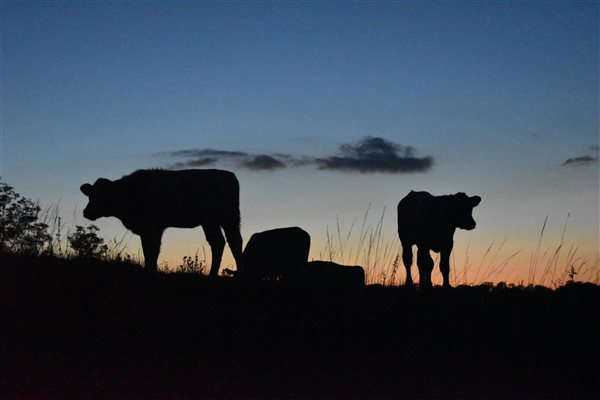 Evening silhouettes